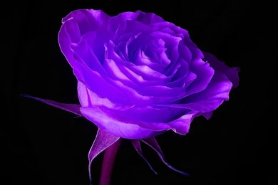 Black Backgrounds Wallpapers Free Free Purple Rose In Black ...