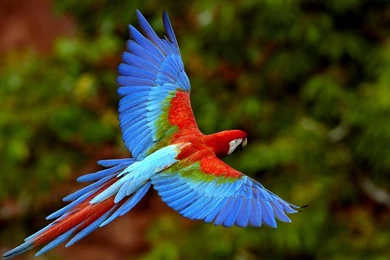 Download Wallpapers Red and green Macaw (Green winged Macaw ...