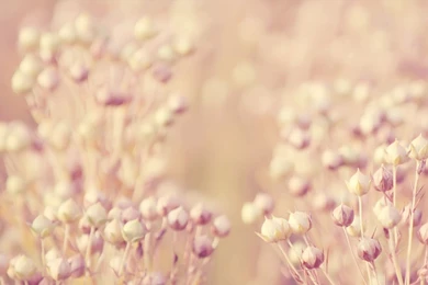 Floral Desktop Backgrounds