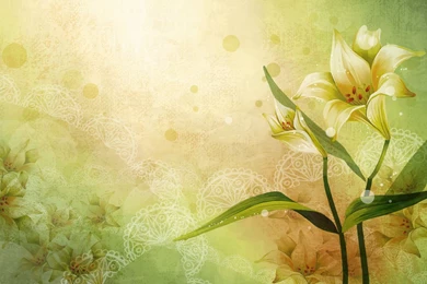 Beautiful Flowers Floral Wallpaper HD.jpg