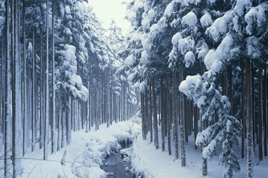 Winter Forest HD Wallpapers
