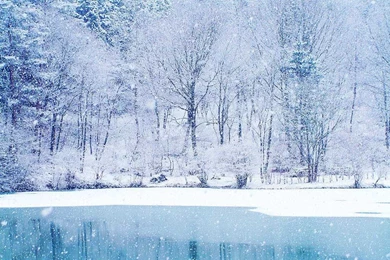 Winter Forest Wallpapers 2   Crazy Frankenstein