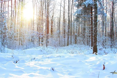 Winter Forest HD Wallpapers