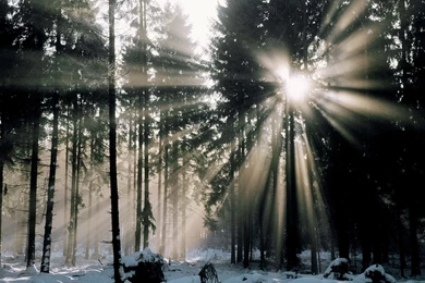 Winter Forest HD Wallpapers   , New Wallpapers, New Wallpapers