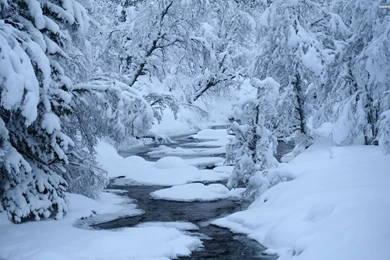 Calm River In The Winter Forest Wallpapers