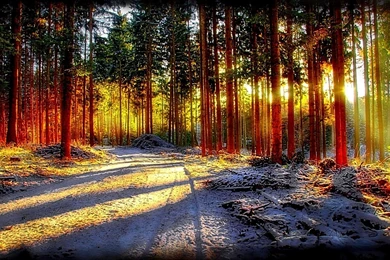 Winter Forest Desktop Wallpaper, Winter Forest Pictures