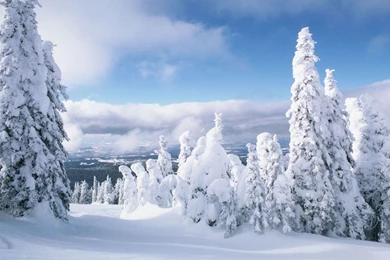 Winter Forest Wallpapers   Crazy Frankenstein