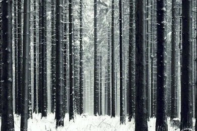 Slender Winter Forest Wallpapers And Images   Wallpapers, Pictures ...