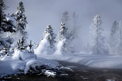 Forest Winter Scene Wallpapers