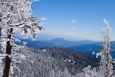 Winter Forest Wallpapers   HD Wallpapers