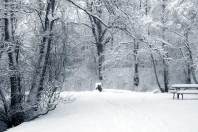 2560x1440 Winter Forest & Road Desktop PC And Mac Wallpapers