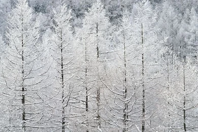 Winter Forest   Snowy Forest Wallpapers   Wallcoo.net