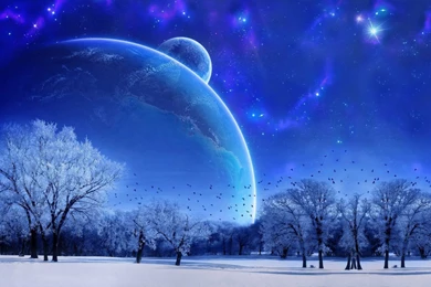 Winter Forest Wallpapers And Images   Wallpapers, Pictures, Photos