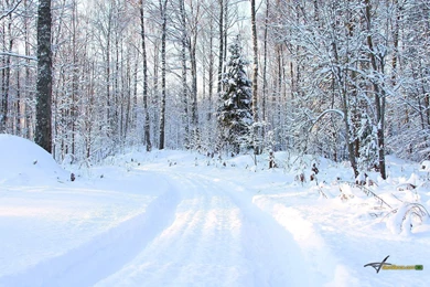 Winter Forest Wallpapers   656983