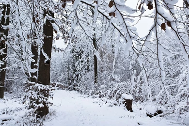 1920x1080 Winter Forest Desktop PC And Mac Wallpapers