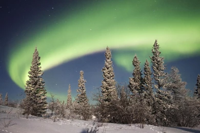 Winter Forest Wallpapers   HD Wallpapers 87716