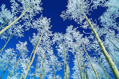 Blue Winter HD Wallpaper, Blue Winter Background, New Wallpapers