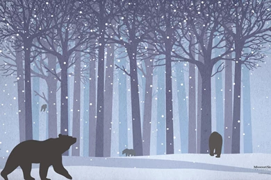 Forest, Landscape, Wallpapers (