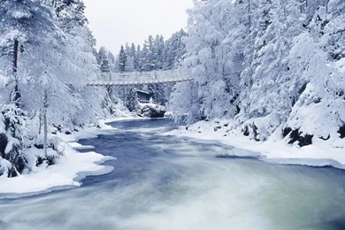 Winter Forest Wallpapers And Images   Wallpapers, Pictures, Photos