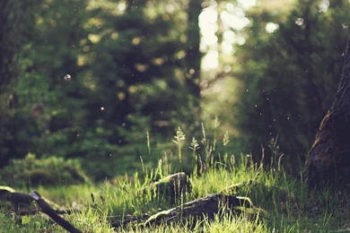 Forest Green Nature Tree iPhone 6 Wallpapers Download