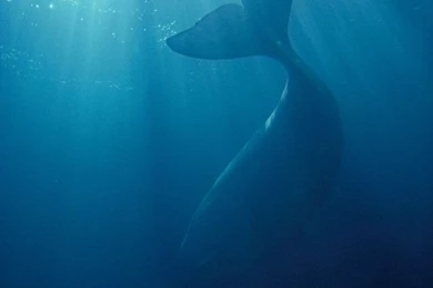 Amazing Iphone Nature Wallpaper Backgrounds Hd