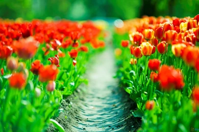 Flower Tulip Wallpapers 4 HD Wallpapers