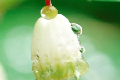 Free Download Spring Flower 2013 iPhone 5 HD Wallpapers