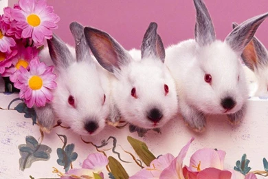 Free Wallpapers Easter Bunnies Easter Wallpapers