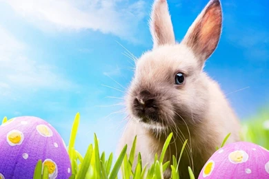 Easter Bunny Desktop Wallpaper 1080p.jpg