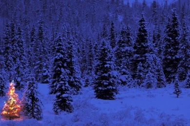 Snowy Christmas Tree Wallpaper Images