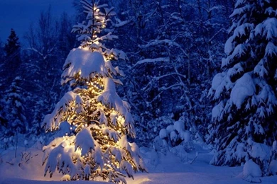 Christmas Tree Wallpapers   Christmas Tree : Tree Of Life