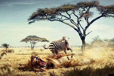 Most Powerful Lions In World