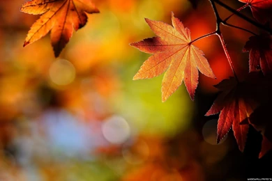 Autumn Leaves Wallpapers
