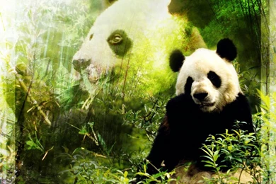 Pandas Pandas Wallpapers (16573401) Fanpop