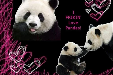 Panda Wallpapers By Kokoloveshercookies On DeviantArt