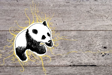 Panda Wallpapers   Pandas Wallpapers (683897)   Fanpop