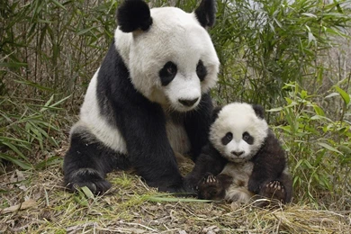 Pandas Wallpapers Animal Wallpapers