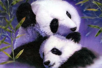 Panda And Cub Pandas Wallpapers (10510894) Fanpop