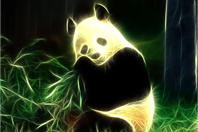 Pandas   Pandas Wallpapers (16573302)   Fanpop