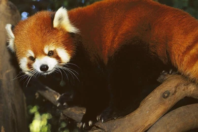 I Adore Red Panda ♡ ♡ ♡   Red Pandas Wallpapers (16286152)   Fanpop