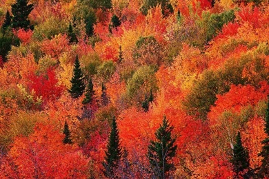 Fall Mountain Red Wallpapers