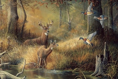 Gallery For   Awesome Deer Hunting Wallpapers