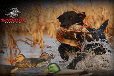 Hunting Wallpapers Hunting Free Hd Wallpaper, Deer Hunting ...