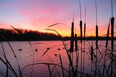 Goose Hunting Desktop Wallpapers   HD Wallpaper Backgrounds Of ...