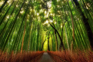 Green Bamboo Forest Wallpapers
