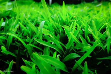 Nature: Grass 2, Desktop Wallpapers Nr. 62150 By Soleil_d_hiver