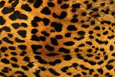 Leopard Backgrounds Wallpapers