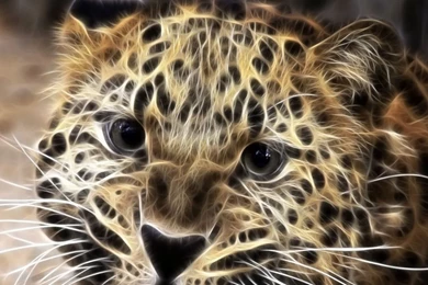 Top Leopard Print Ipad Wallpaper Images For Pinterest