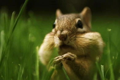 Animals,grass Animals Grass Chipmunks 1680x1050 Wallpapers ...