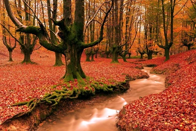 Fall Computer Wallpapers, Desktop Backgrounds